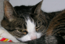 Fussel 1991-2009