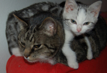 und meine anderen Katzen
