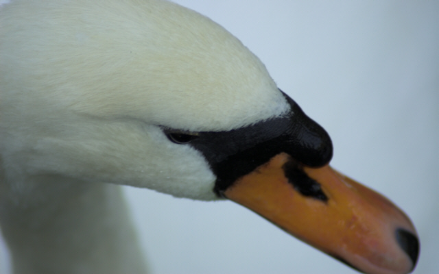 Wildlife